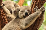 Australien lässt Impfstoff gegen tödliche Koala-Krankheit zu