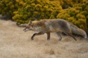 Neue Studie zeigt: Hunde- und Katzenartige navigieren unterschiedlich