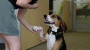 Trends im Hundeverhalten: Daten von über 47.000 Tieren ausgewertet
