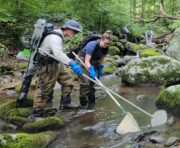 Klimawandel bedroht Fischvielfalt: Nature-Studie belegt Rückgänge in kühlen US-Gewässern