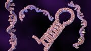 Prostatakrebs-Diagnostik: Zwei microRNAs mit sehr hoher Spezifität und Sensitivität
