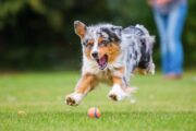 Der Spielsucht verfallen - das sind auch manche Hunde