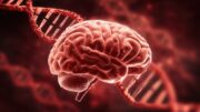 ApoE4 erhöht das Risiko für Alzheimer durch gestörten Fettstoffwechsel