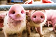 One Health: Fliegen bedrohen Hausschweine mit Staphylococcus aureus