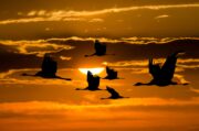 Virus mit Transportgelegenheit: Experten schätzen Vogelgrippe-Lage ein