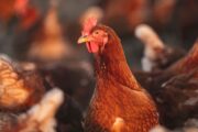 BfT: Möglichkeiten der Impfung nutzen, um Geflügelpest in Schach zu halten