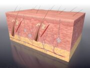 Verbesserte Applikation von biologischen Wirkstoffen mit neuem Mikronadel-Patch