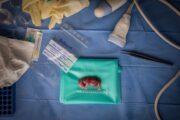 Bitter Sweet Symphony: Wenn Wissenschaft auf Ästhetik trifft