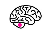 Datengestützte Risikostratifizierung ermöglicht schonendere Behandlung des Medulloblastoms