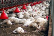 Vogelgrippe bringt Veterinärlabore an Belastungsgrenze: 1,5 Millionen Tiere tot