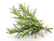 Carnosinsäure aus Rosmarin fördert narbenfreie Wundheilung