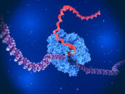 Neue Methode zur gleichzeitigen Visualisierung von DNA und RNA