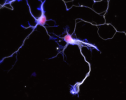 Mechanische Signale steuern Synapsenbildung im Gehirn