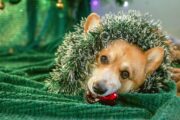 BTK: Tiere gehören nicht unter den Weihnachtsbaum