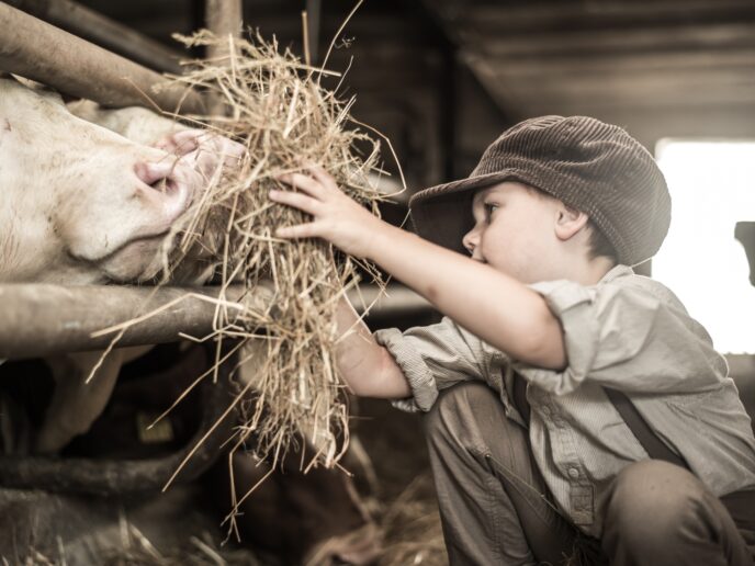 Kind füttert Kuh im Stall