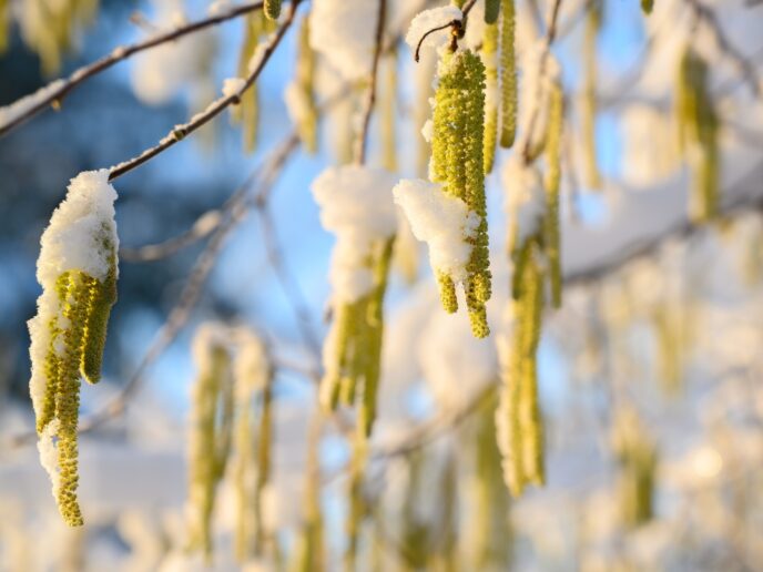 Haselstrauch blüht im Winter