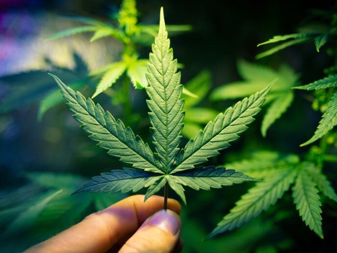 Blatt einer Cannabis-Pflanze