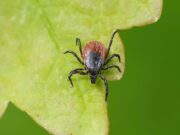 Lyme-Borreliose: Zeckenspeichel verändert Immunreaktion von Hautzellen