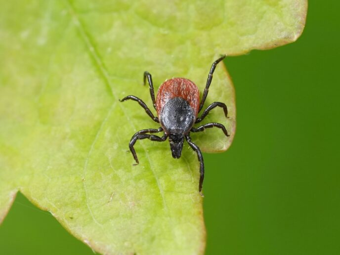 Zecke auf einem Blatt