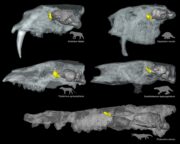 Evolution des Geruchssinns bei Säugetieren: Studie liefert neue Einblicke