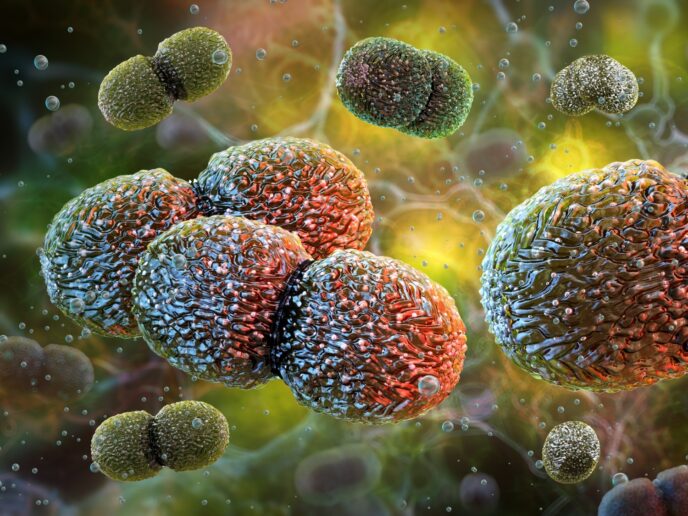 Enterococcus faecalis