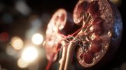 Virtuelle Histologie: Vom Gewebeschnitt zum 3D-Bild