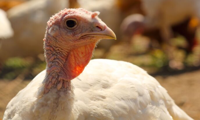 Ausbruch der Geflügelpest in einem Puten-Betrieb