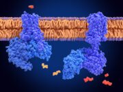 Biosensoren: Mit leuchtenden GPCRs Licht ins Dunkel bringen