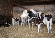 FBN veröffentlicht Positionspapier zur tiergerechten Kälberaufzucht