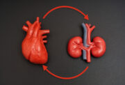 CKD: Zirkulierende extrazelluläre Vesikel vergiften das Herz