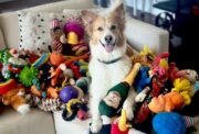 Kognitionsforschung: Wie Hunde durchs Mithören lernen