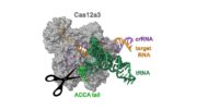 Neuer CRISPR-Mechanismus zielt auf tRNAs ab