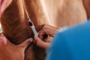 Alterung im Tierreich erfassen: Blutmarker NfL könnte helfen