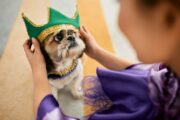 Karneval: Tiere weder verkleiden noch zu Umzügen mitnehmen