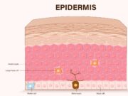 Epidermales Barriere-Gen als Schlüsselfaktor der Hautimmunität