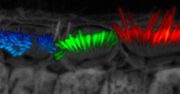 Stereozilien: Neues KI-Tool für bessere 3D-Bilder