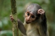 Affenpockenvirus: Feuerfußhörnchen als natürliches Reservoir identifiziert