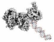 Neuer PARP-Inhibitor bei metastasiertem hormonsensitiven Prostatakarzinom erfolgreich in Phase-I/II-Studie