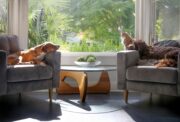 Chemie auf vier Pfoten: Wie Hunde unser Raumklima verändern