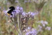 Hummeln sind Wirte für das Akute Bienenlähmungs-Virus