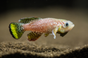 Fisch sei Dank: Neue Einblicke in das alternde Immunsystem