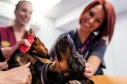 Auch Tierärzte freuen sich, wenn ihre Leistungen wertgeschätzt werden