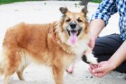Hundebesitzer erkennen Schmerzen bei ihren Tieren oft nicht