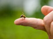 Maßgeschneiderte Antikörper unterbinden allergische Reaktionskaskade