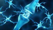 Mangel an Synapsen bei Schizophrenie?