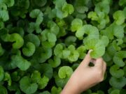 Centella-Wirkstoff im Einsatz gegen resistente Bakterien