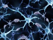 Alzheimer: Ein natürlich vorkommendes Molekül kann die Bildung von Fibrillen verhindern