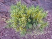 Extrakt aus Rooibos-Pflanze könnte UV-Schutz verbessern