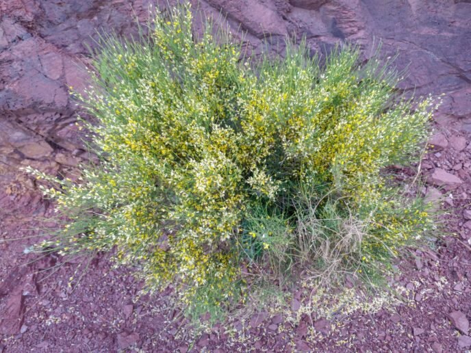 Rooibos-Pflanze