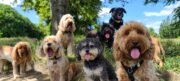 Designerhunde und ihre Vorfahren: Verhaltensunterschiede